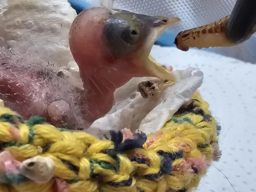 Nackter Nestling mit weit geöffnetem Schnabel liegt in einem gehäkelten Nest und wird mit einer Pinzette gefüttert