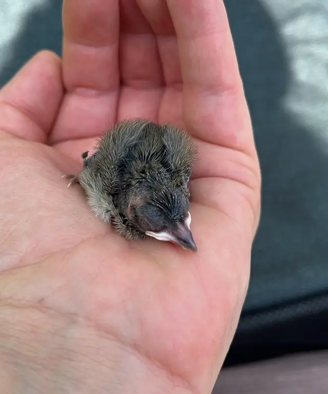 Ein winziger, frisch gefiederter Jungvogel liegt geborgen in einer offenen Hand