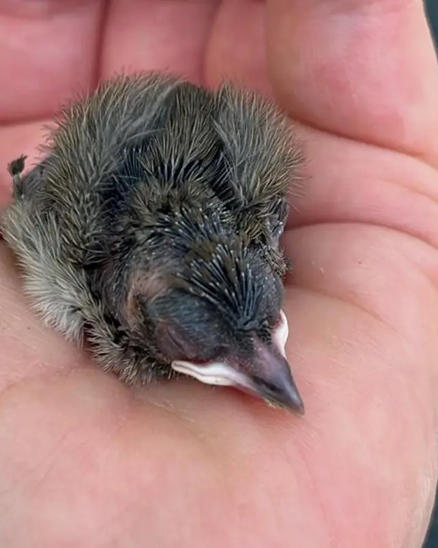 Nahaufnahme eines winzigen Jungvogels mit ersten Federn in einer Hand