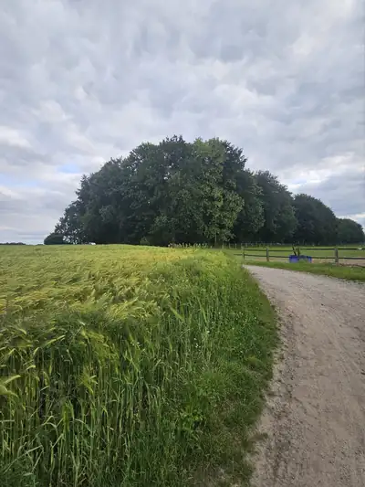 Feldweg entlang eines Getreidefeldes mit einer Baumgruppe am Horizont
