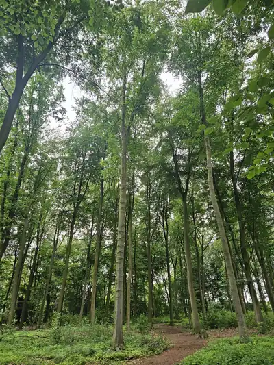 Lichter Laubwald mit hohen, schlanken Bäumen in der Ried bei Herten-Scherlebeck